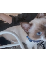 PANDORA - ちさの女の子ブログ画像