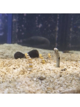 PANDORA - そらの女の子ブログ画像