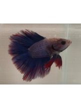 PANDORA - かのんの女の子ブログ画像