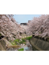 月紅 - のあの女の子ブログ画像