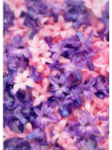 ViVian - あゆの女の子ブログ画像