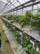 ViVian - あゆかの女の子ブログ画像