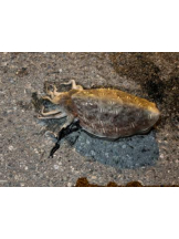 ViVian - あゆかの女の子ブログ画像