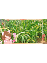 黒崎OIRAN - そらの女の子ブログ画像