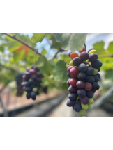 黒崎OIRAN - かりなの女の子ブログ画像