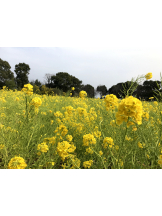 黒崎OIRAN - かりなの女の子ブログ画像