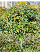 黒崎OIRAN - かりなの女の子ブログ画像