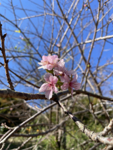 黒崎OIRAN - かりなの女の子ブログ画像