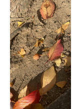 黒崎OIRAN - かりなの女の子ブログ画像