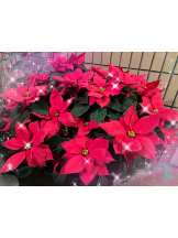 黒崎OIRAN - かりなの女の子ブログ画像