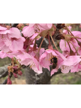 黒崎OIRAN - かりなの女の子ブログ画像