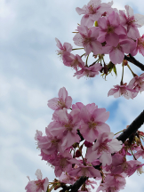 黒崎OIRAN - かりなの女の子ブログ画像