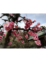 黒崎OIRAN - れいなの女の子ブログ画像