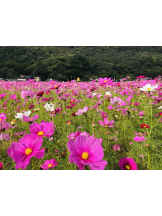 黒崎OIRAN - れいなの女の子ブログ画像