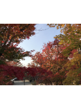 黒崎OIRAN - れいなの女の子ブログ画像