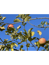 黒崎OIRAN - れいなの女の子ブログ画像