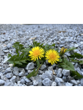 黒崎OIRAN - れいなの女の子ブログ画像