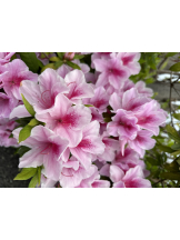 黒崎OIRAN - れいなの女の子ブログ画像