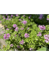 黒崎OIRAN - れいなの女の子ブログ画像