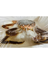 黒崎OIRAN - 黒崎OIRAN 広報部長 ランちゃんの女の子ブログ画像