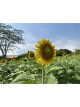 黒崎OIRAN - 黒崎OIRAN 広報部長 ランちゃんの女の子ブログ画像