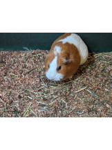 黒崎OIRAN - 美桜の女の子ブログ画像