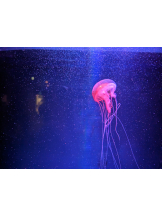 黒崎OIRAN - 美桜の女の子ブログ画像