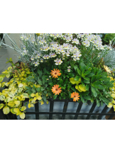 黒崎OIRAN - くるみの女の子ブログ画像