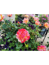 黒崎OIRAN - くるみの女の子ブログ画像