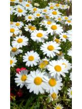 God Field - ゆうきの女の子ブログ画像