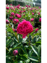 God Field - ゆうきの女の子ブログ画像