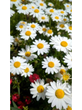 God Field - ゆうきの女の子ブログ画像