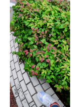 God Field - ゆうきの女の子ブログ画像