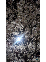 God Field - ゆうきの女の子ブログ画像