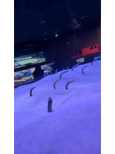 God Field - ゆうきの女の子ブログ画像