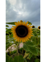 God Field - ゆうきの女の子ブログ画像