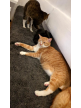 God Field - ゆうきの女の子ブログ画像