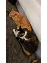 God Field - ゆうきの女の子ブログ画像