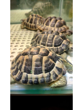 God Field - ゆうきの女の子ブログ画像