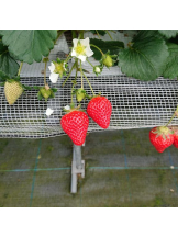 God Field - ゆうきの女の子ブログ画像