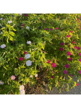 God Field - みかの女の子ブログ画像