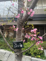 ViVian - ひなみの女の子ブログ画像