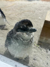 ViVian - ひなみの女の子ブログ画像