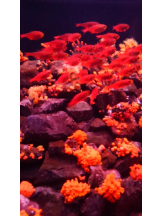 ViVian - ひなみの女の子ブログ画像