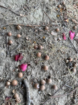 ViVian - あこの女の子ブログ画像