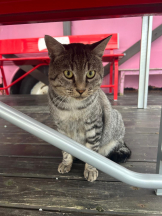 God Field - はなの女の子ブログ画像