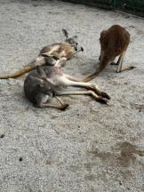 God Field - はなの女の子ブログ画像