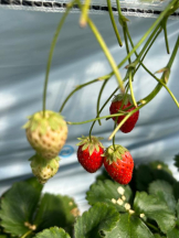 God Field - はなの女の子ブログ画像