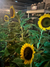 God Field - はなの女の子ブログ画像