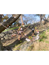 God Field - かすみの女の子ブログ画像